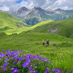 Alpine flowers in the Lechtal Alps E5