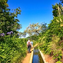 Guided group hiking along Levada trails on Madeira