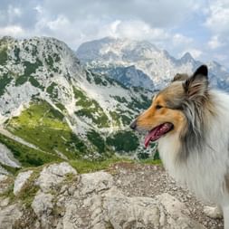 Collie-Hund auf felsigem Berggipfel mit Panoramablick auf die Gipfel der Julischen Alpen. Grüne Täler und Kalksteinberge unter bewölktem Himmel.