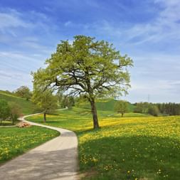 Gewundener Weg durch grüne Wiesen mit gelben Wildblumen am Starnberger See. Ein großer Baum steht neben dem Weg unter blauem Himmel.