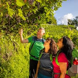 Weinwandern in Südtirol
