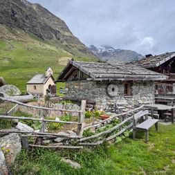 Lazin's Alpine Pasture