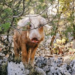 Pigs in the holm oak forests