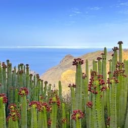 Cardon Kaktuspflanze am Königsweg mit Blick auf die felsige Küste