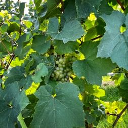 Grapes on the vine