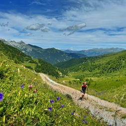 Wanderin mit Rucksack auf Schotterweg durch grüne Almwiese mit lila Wildblumen bei Trins, Bergketten im Hintergrund.