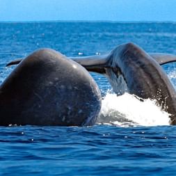 Walbeobachtung auf der Azoren Wanderreise