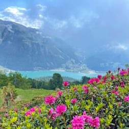 Blooming flowers on the alpine pasture Haider with a view onto Lake Reschen