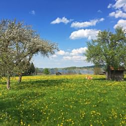 Green meadow with yellow dandelions and blooming trees, overlooking Lake Starnberg under a blue sky with white clouds.