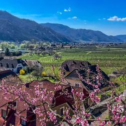 View of Weissenkirchen in Wachau with pink apricot blossoms in foreground, traditional houses, vineyards, and mountains under blue sky.