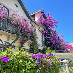 Traditional Portuguese house with balconies covered in vibrant pink and purple bougainvillea flowers under a clear blue sky in Sintra.