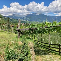 Apple orchards in the Merano region