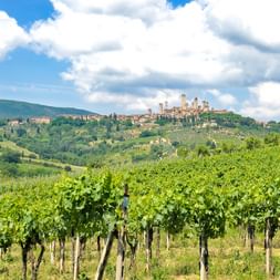 Vineyards near San Gimignano