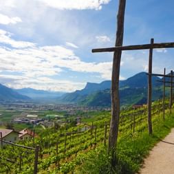 Traumhafte Walwege führen durch die Südtiroler Weingärten