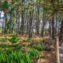 The Ile Aux Moines forest on the Gulf of Morbihan