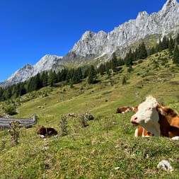 Braun-weiße Kuh ruht auf grüner Almweide mit felsigen Berggipfeln im Hintergrund. Traditionelle Holzhütten und verstreute Kühe sichtbar.