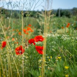 Mohnblumen im Collio