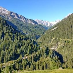 Alps Steeg with forest view