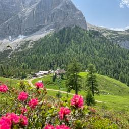 Rosa Almrausch im Vordergrund mit Gebäuden der Halleranger Alm auf grünen Wiesen, umgeben von Wäldern und dramatischen Felsmassiven in Tirol.