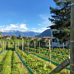 Vines in South Tyrol