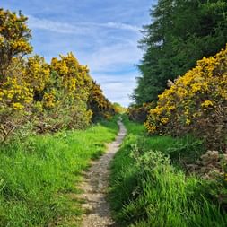 Hiking trail between yellow flowering gorse in Wicklow Mountain National Park