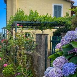Purple and blue hydrangeas blooming in front of a yellow house with green pergola covered in vines in Cinque Terre.
