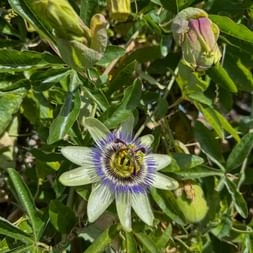 Weiß-violette Passionsblume in voller Blüte, umgeben von grünem Laub, mit einer geschlossenen Knospe darüber in der Toskana.