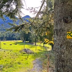 Trail marker on a tree in front of a light green alpine meadow