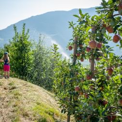 A child at a water sprinkler between apple orchards