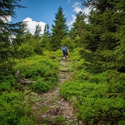 Wanderer im Thüringer Wald