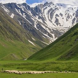 Flock of sheep in a valley of the Caucasus