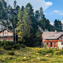 Two traditional alpine houses with wooden facades in Dachstein region. Sheep graze on meadow with yellow wildflowers. Rocky cliffs with forest behind.
