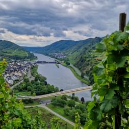Panorama Neef mit Weinreben