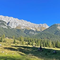 Panoramablick auf grüne Almwiesen mit verstreuten Holzhütten, dichten Nadelwäldern und dramatischen Kalksteingipfeln unter blauem Himmel.