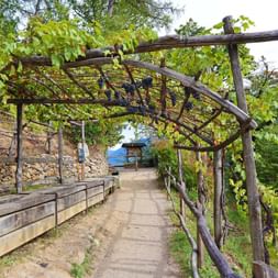 Hike through the vineyards on the Lana Waalweg trail