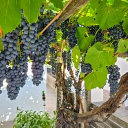 Vines Kastelbell Koefelgut Winery South Tyrol