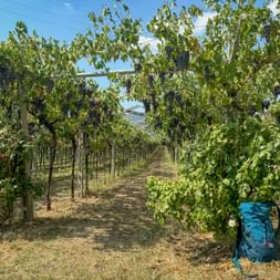 Blue Eurohike backpack in the vineyard