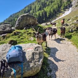 Wanderweg mit Ziegen auf dem Pfad
