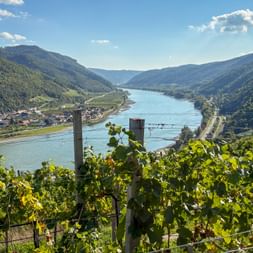 Weinreben im Vordergrund mit Blick auf die Donau im Wachau-Tal, mit dem Dorf Spitz und bewaldeten Bergen.