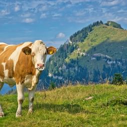 Cow on the Genneralm
