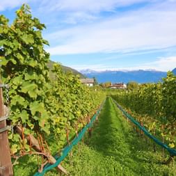 Weinreben am Wein- und Almenweg Nals