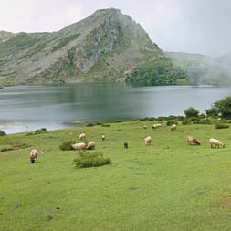 View of the lake and grazing sheep