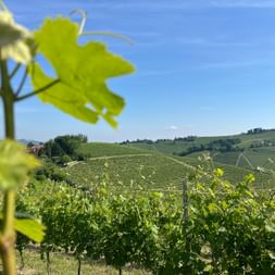 The vineyards of Asti