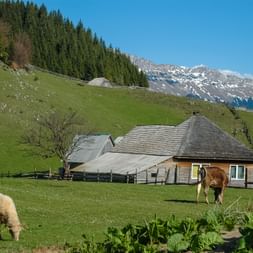 kleine rumänische Hütte mit Weidevieh