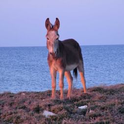 Cypriot donkey