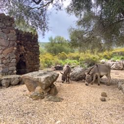 Donkeys near stone hut