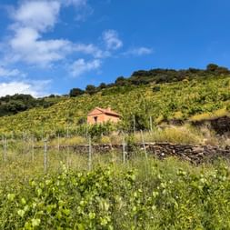 Hütte in den Weinbergen