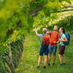Hiker among the vines in beautiful nature
