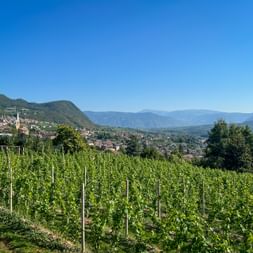Green vineyard rows in Kaltern with town and mountains in background under clear blue sky on the route from Sterzing to Lake Garda.