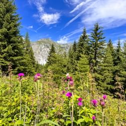 Almwiese mit rosa Wildblumen und Nadelwald im Gschnitztal bei Trins. Felsige Berggipfel unter blauem Himmel mit Wolken sichtbar.